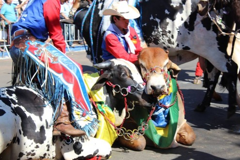 Animais adestrados na Cavalgada